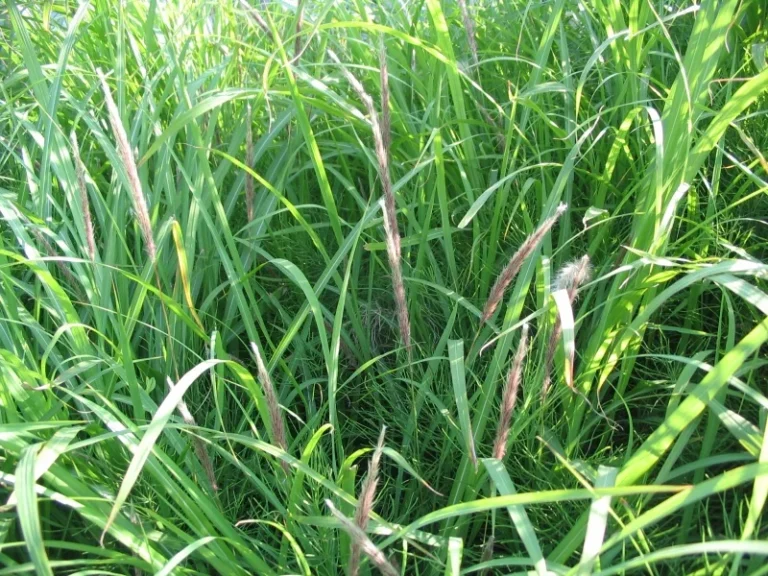 cogon grass