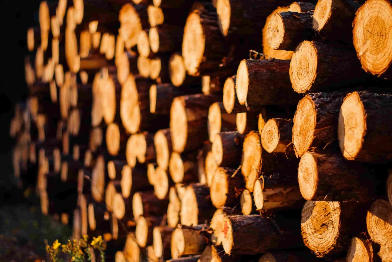 teak